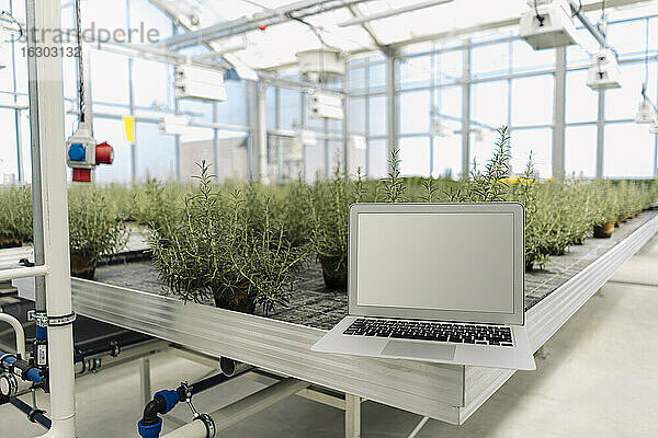 Laptop auf Geräten gegen Pflanzen im Gartencenter