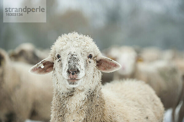 Deutschland  Rheinland-Pfalz  Neuwied  Porträt eines Schafes vor einer Schafherde