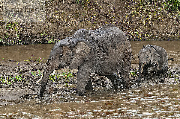 Afrika  Kenia  Maasai Mara National Reserve  Afrikanische Buschelefanten  Loxodonta africana  erwachsenes Weibchen mit Jungtier bei der Überquerung des Mara-Flusses