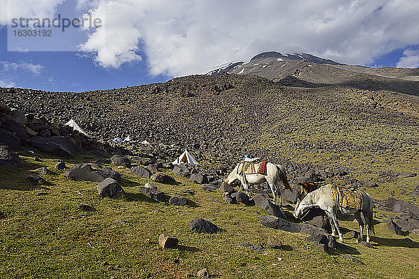 Türkei  Ostanatolien  Provinz Agri  Nationalpark Berg Ararat  Packpferd im Basislager