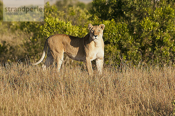 Kenia  Löwe im Maasai Mara Nationalreservat