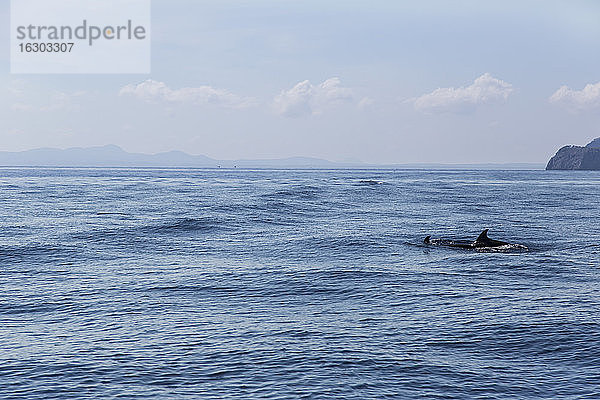 Spanien  Mallorca  Cap de Formentor  Gestreifte Delfine