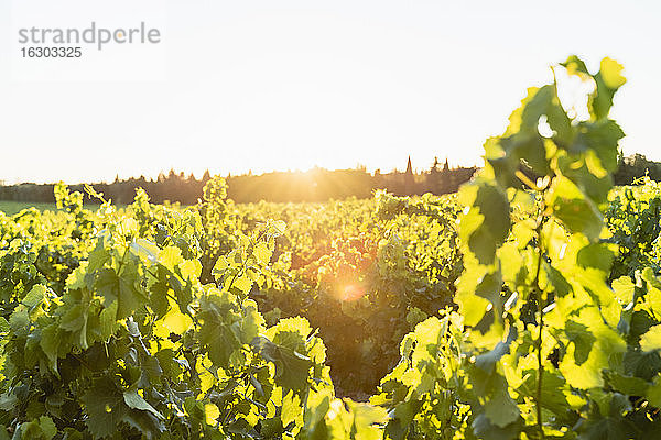 Sonnenuntergang im Weinberg  Provence  Frankreich