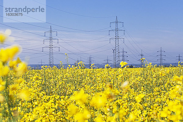 Deutschland  Nordrhein-Westfalen  Pulheim  Blick auf Rapsfelder (Brassica napus) vor Überland-Hochspannungsleitungen