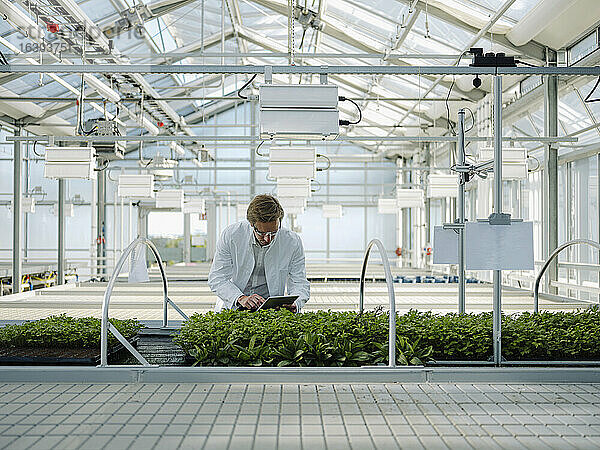 Wissenschaftlerin mit Tablette bei der Untersuchung von Pflanzen in einem Gewächshaus