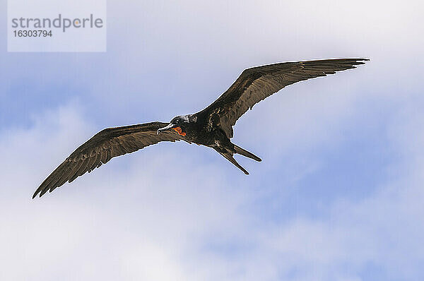 Ecuador  Galapagos  Genovesa Fliegender Prachtfregattvogel  Fregata magnificens