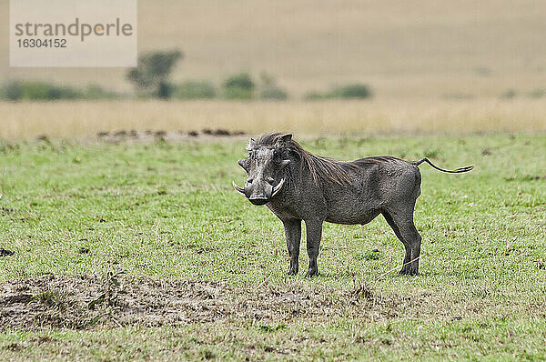 Afrika  Kenia  Gewöhnliche Warzenschweine im Maasai Mara National Reserve