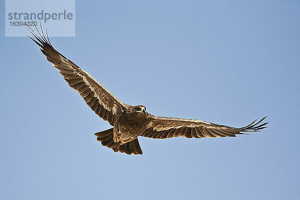 Oman  Fliegender Steppenadler