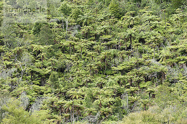 Neuseeland  Nordinsel  Bay of Plenty  Orakei Korako  Regenwald