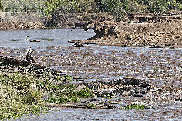 Afrika  Kenia  Maasai Mara National Reserve  tote Gnus (Connochaetes taurinus) am Mara-Fluss