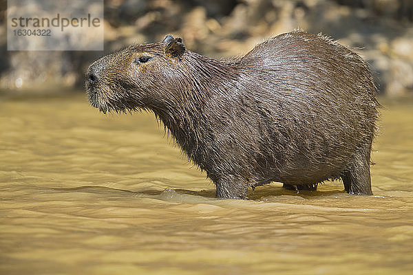 Südamerika  Brasilia  Mato Grosso do Sul  Pantanal  Cuiaba Fluss  Capybara  Hydrochoerus hydrochaeris