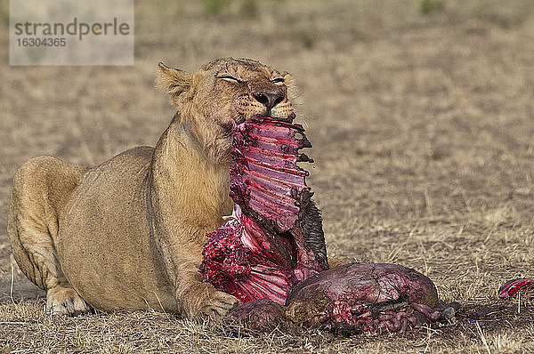 Afrika  Kenia  Maasai Mara National Reserve  Weiblicher Löwe  Panthera leo  frisst ein Streifengnu