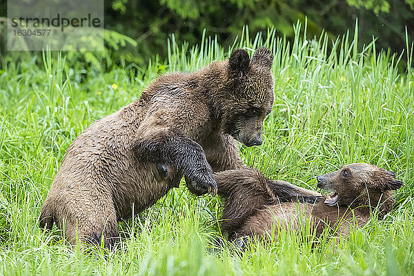 Kanada  Khutzeymateen Grizzly Bear Sanctuary  Spielende Grizzlybären