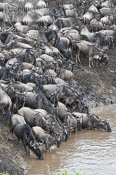Afrika  Kenia  Maasai Mara National Park  Herde von Streifengnus beim Trinken im Mara-Fluss