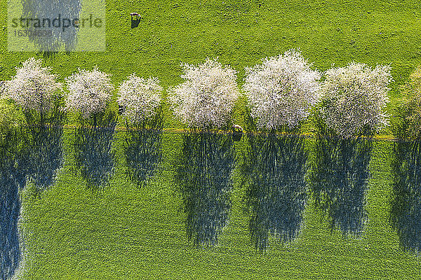 Drohnenaufnahme von Kühen  die im Frühjahr an einer Reihe blühender Wildkirschen (Prunus avium) grasen
