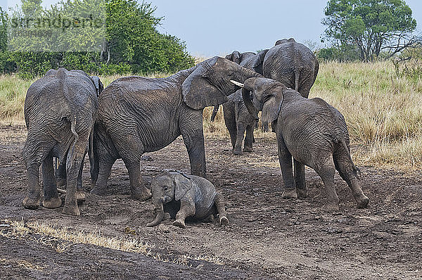 Afrika  Kenia  Maasai Mara National Reserve  Afrikanische Buschelefanten  Loxodonta africana  Elefantenfamilie  jugendliche Elefanten beim Kräftemessen