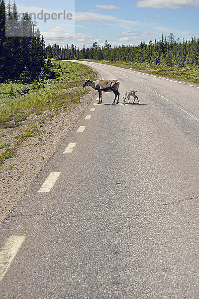 Schweden  Arvidjaur  Rentiermutter mit Jungtier überquert Straße