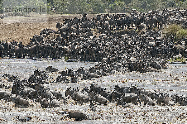 Afrika  Kenia  Maasai Mara National Reserve  Eine Herde von Streifengnus (Connochaetes taurinus) überquert den Mara-Fluss während der Großen Migration