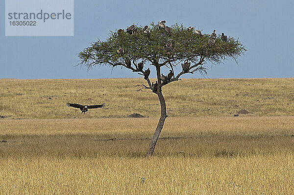 Afrika  Kenia  Maasai Mara National Reserve  Schirmdornakazie (Acacia tortilis) mit verschiedenen Geierarten
