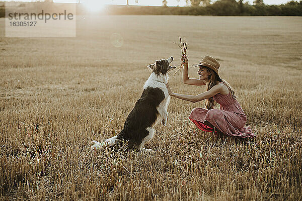 Frau spielt mit Collie-Hund in Weizenfeld bei Sonnenuntergang