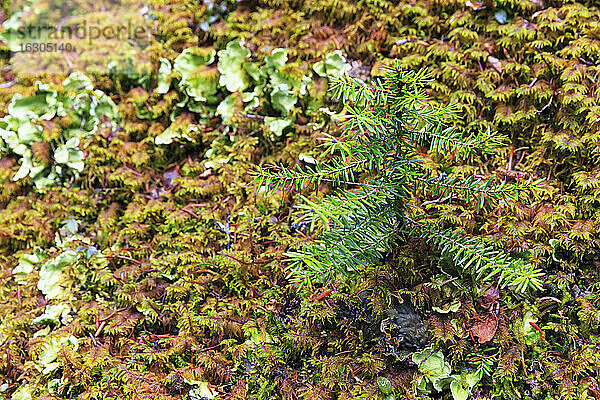Kanada  Britisch-Kolumbien  Yoho Nationalpark  Kleiner Nadelbaum