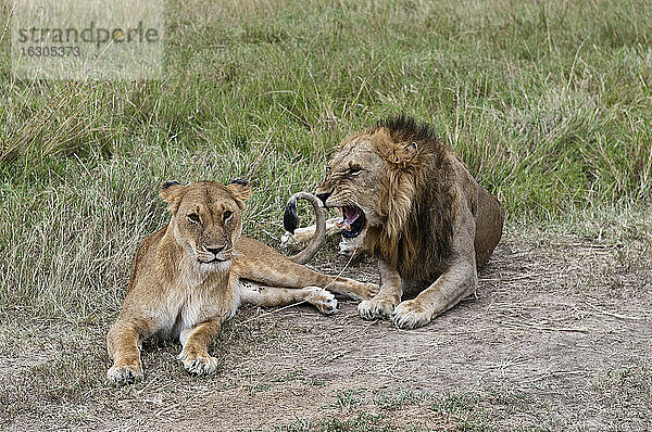 Kenia  Löwen liegen im Maasai Mara National Reserve