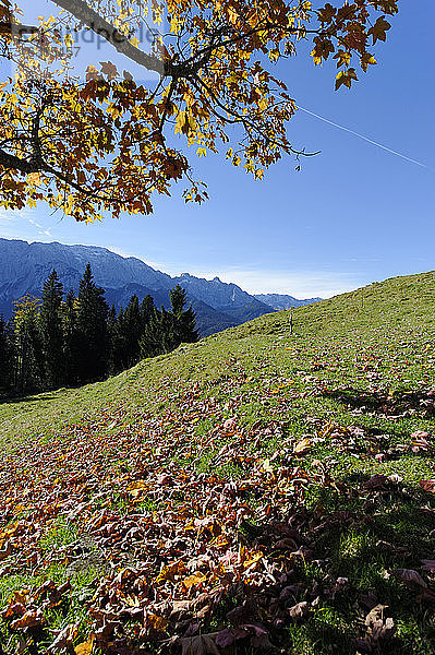 Deutschland  Bayern  Garmisch-Partenkirchen  Werdenfelser Land  Blick von der Elmauer Alm