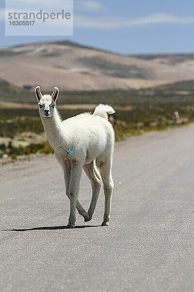 Peru  Anden  freilaufendes Lama (Lama glama) auf der Landstraße