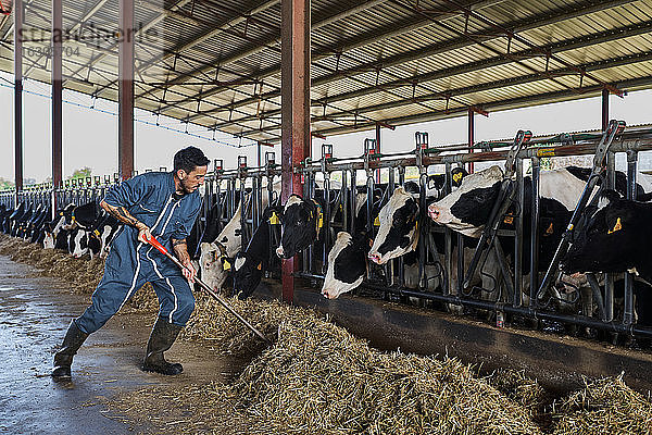 Landwirt beim Füttern der Kühe im Stall