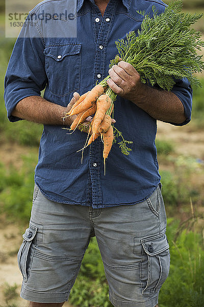 Älterer Mann hält ein Bündel Karotten in der Hand  während er auf einem Bauernhof steht