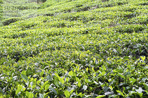 Seychellen  Insel Mahe  Teeplantage