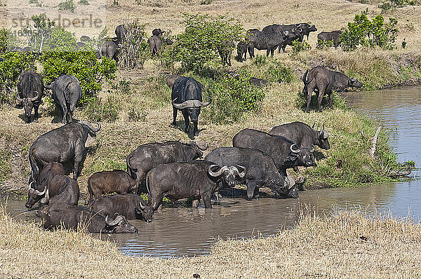 Afrika  Kenia  Kapbüffel trinken Wasser aus dem Fluss im Maasai Mara National Reserve