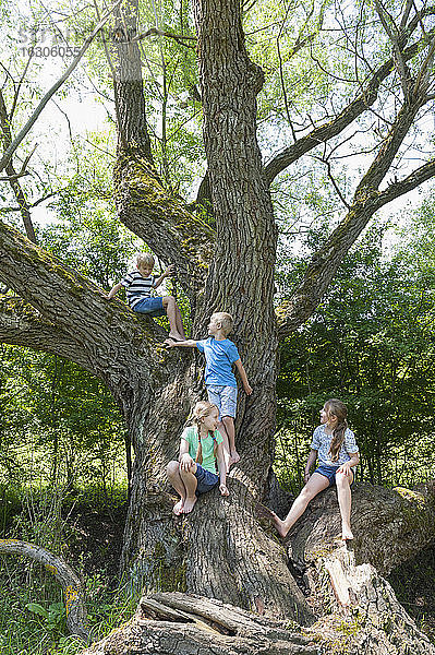 Deutschland  Bayern  vier Kinder sitzen auf einem Baum