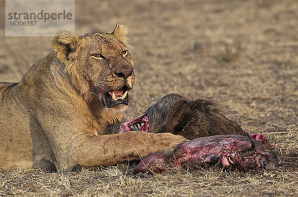 Afrika  Kenia  Maasai Mara National Reserve  Weiblicher Löwe  Panthera leo  fressend