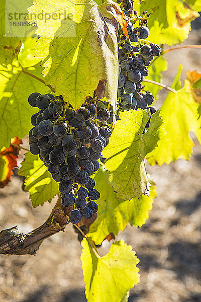 Weintrauben im Weinberg
