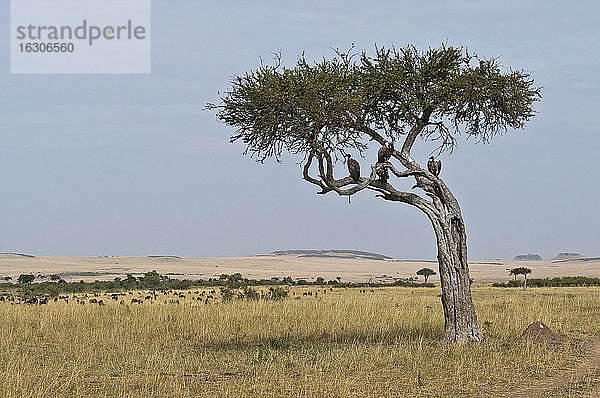 Afrika  Kenia  Geier sitzen auf einem Baum im Maasai Mara National Reserve