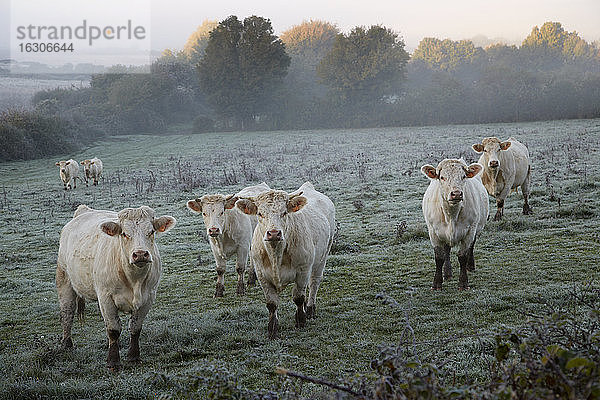 Frankreich  Burgund  Charolais-Rinder auf der Weide bei Nevers