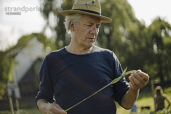 Runzliger Mann  der auf einem Feld stehend die Ernte betrachtet