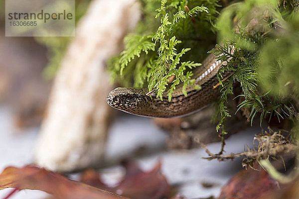 Kopf einer Blindschleiche (Anguis fragilis)  Studioaufnahme