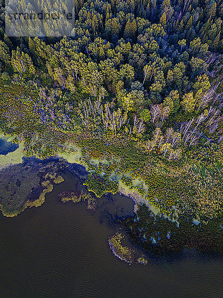 Luftaufnahme des bewaldeten Ufers des Torbeyevskoye Sees