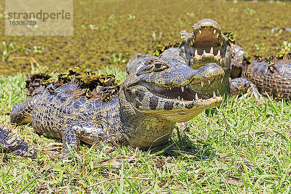 Südamerika  Brasilia  Mato Grosso do Sul  Pantanal  Yacare-Kaimane  Caiman yacare