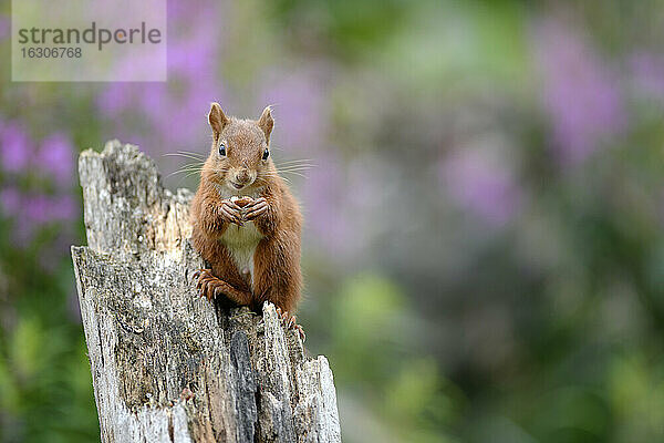 Porträt eines eurasischen roten Eichhörnchens (Sciurus vulgaris)  das an einem Baumstumpf frisst