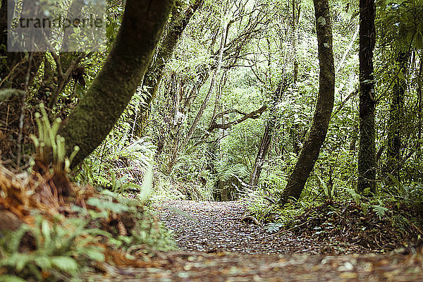 Neuseeland  Pukaha Mount Bruce National Wildlife Centre  Regenwald