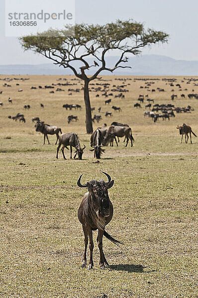 Kenia  Streifengnu im Maasai Mara Nationalreservat