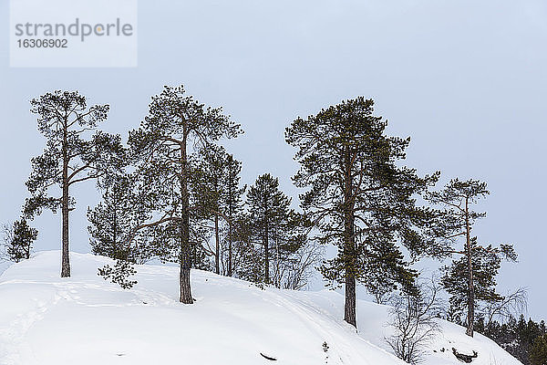 Finnland  Inari  Bäume in Winterlandschaft