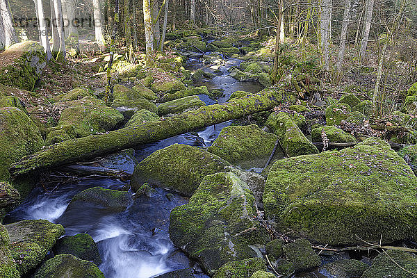 Deutschland  Bayern  Niederbayern  Bayerischer Wald  Saussbachschlucht