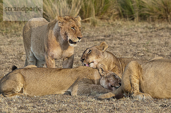Afrika  Kenia  Maasai Mara National Reserve  Löwen  Panthera leo  Löwenrudel bei der Fellpflege