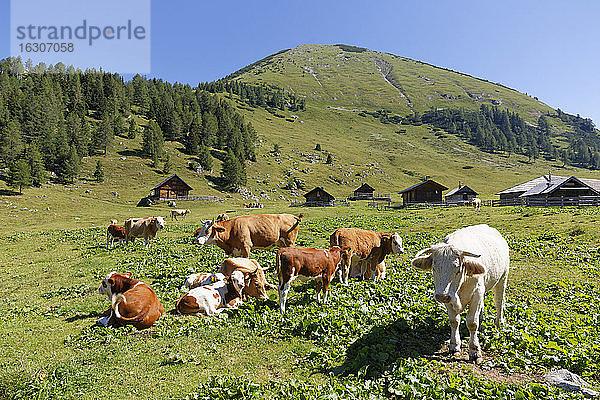 Österreich  Kärnten   Karawanken  Kühe auf einer Weide