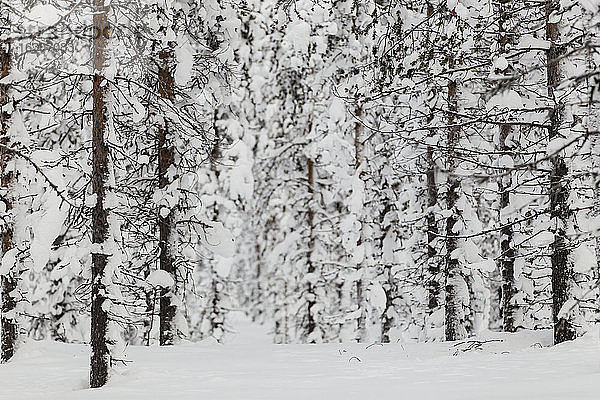 Skandinavien  Finnland  Kittilaentie  Wald  Schneebedeckte Bäume im Winter