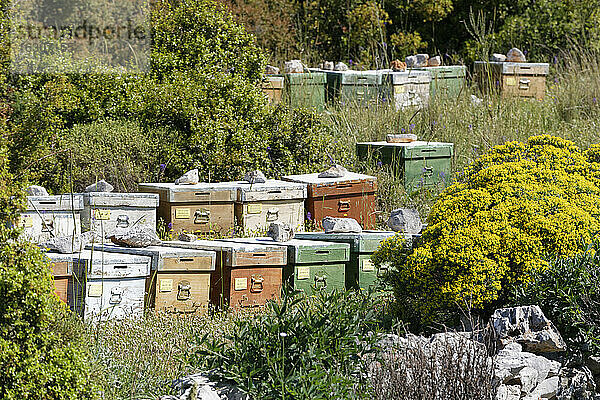 Türkei  Bienenstock Bienenkästen im Gras